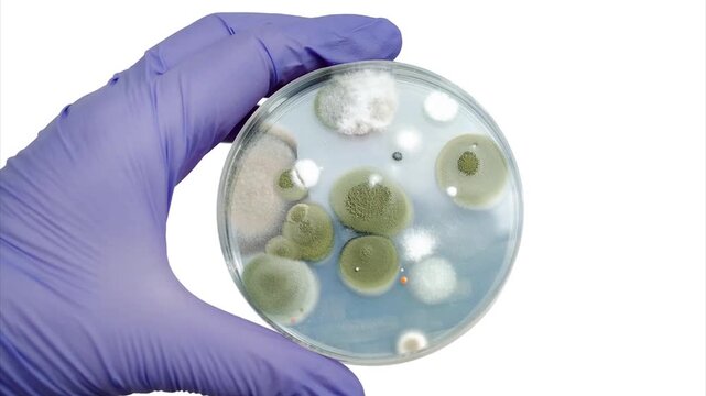 Mixed mould colonies in a Petri dish, animated photograph. Gloved laboratory hand holding a culture plate with diverse green, white and grey filamentous fungal growth.