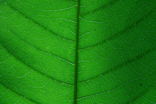 Macro texture of vibrant green leaf veins pattern background, Vanua Levu, Fiji