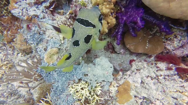 Black-Blotched Porcupinefish Swimming Over a Coral Reef