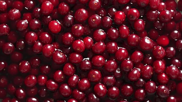 Top view of ripe sweet cherry berries covered with water drops, rotates. Macro view of organic crimson cherries backdrop for healthy juice food recipe and marketing