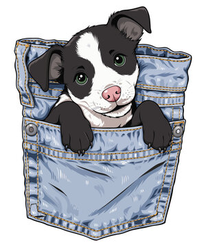 Puppy peeking out of a denim jeans pocket with a curious expression and cute black and white fur.