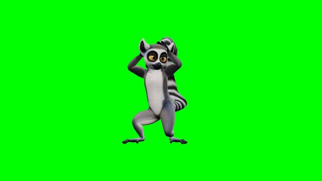 Ring-tailed lemur dancing hip hop moves on a green screen. 4K Video
