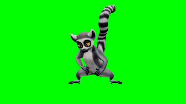 Funny ring tailed lemur dancing and twerking on green screen. 4K Video