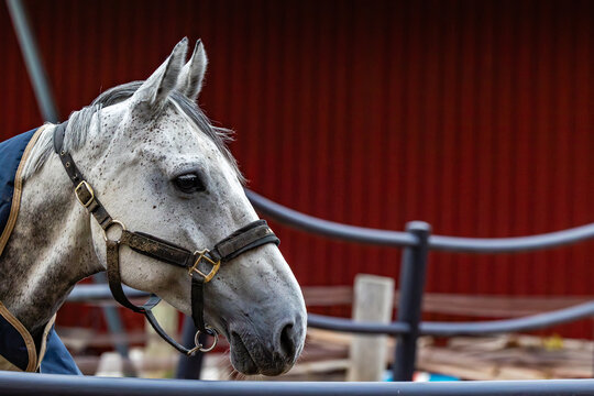 Grey Fleabitten Dapple Horse Head Profile in Halter at Stable