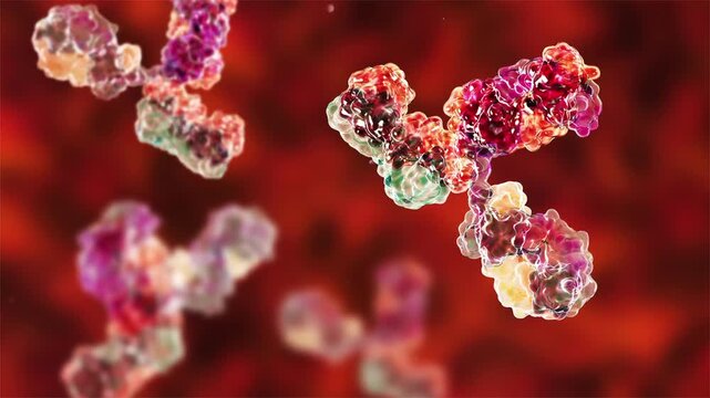 Immunoglobulin molecules, 3D animation. Antibody proteins floating in fluid, representing adaptive immunity, antigen binding and humoral immune defence.
