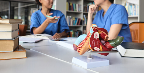 Naklejka na ściany i meble Anatomical model of male reproductive system and prostate on a desk with blurred medical students in a library. Urology and andrology study