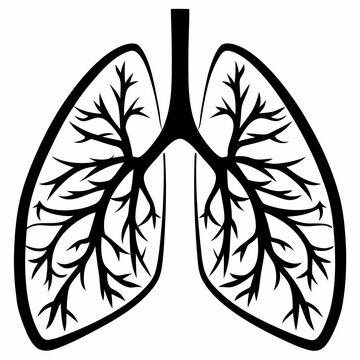Human lungs