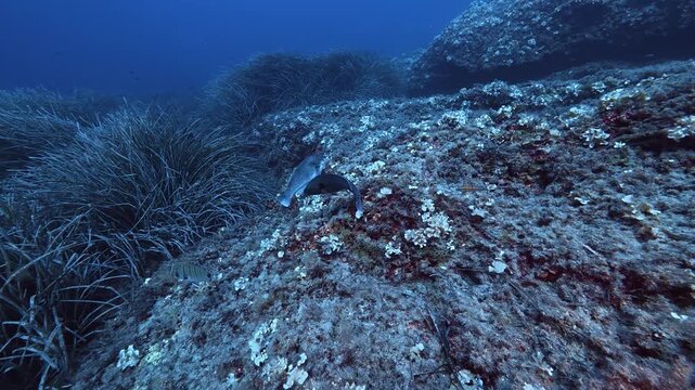 A grey parrotfish nibbles the rocky seabed - Majorca underwater