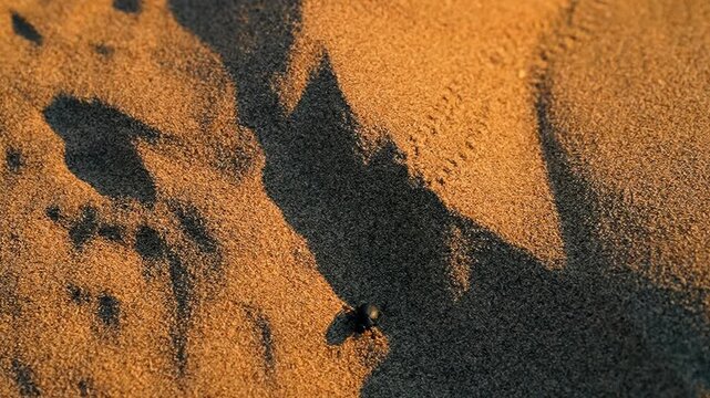 A dung beetle (Anoplotrupes stercorosus) walks across the sand at sunset in the desert, leaving tiny tracks behind in the golden light.