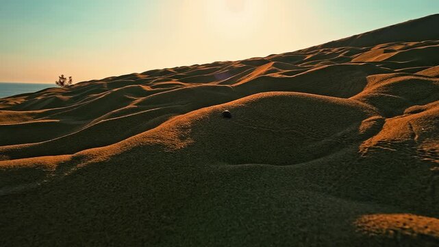 A dung beetle (Anoplotrupes stercorosus) walks across the sand at sunset in the desert, leaving tiny tracks behind in the golden light.