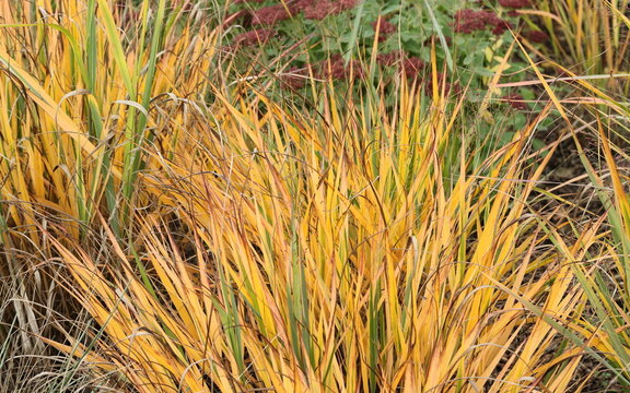 Orange autumn color of ornamental grass (Panicum virgatum 'Warrior') in fall garden