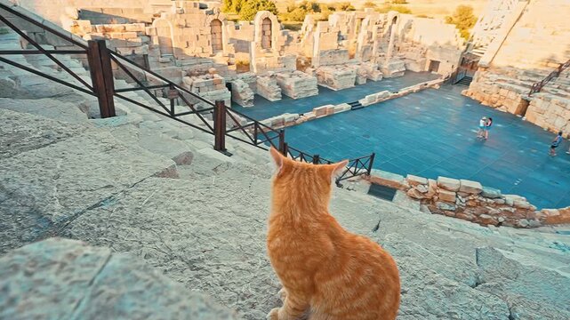 Patara Ancient City in Antalya, Turkiye, features a yellow cat resting on stone steps among historic ruins.