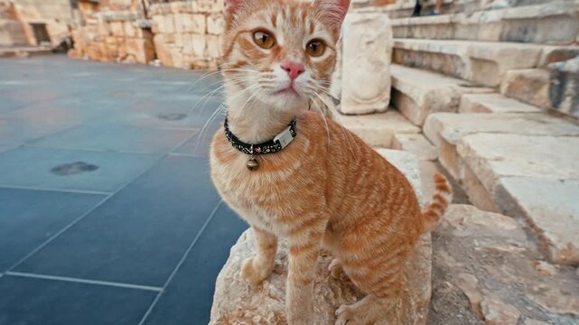 Patara Ancient City in Antalya, Turkiye, features a yellow cat resting on stone steps among historic ruins.