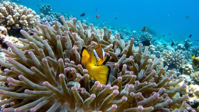 Vibrant Clownfish Swimming Gracefully Amidst Sea Anemone Underwater