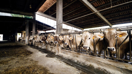 Cows in a barn standing in a row, looking at camera while producing milk for dairy and cheese production, indoor farm scene © DMegias