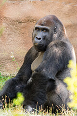 Close-up portrait of a gorilla sitting outdoors, showing its powerful build and expressive gaze. © Natanielll