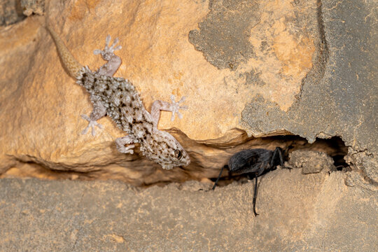 Moorish gecko closing in on a darkling beetle, rock crevice