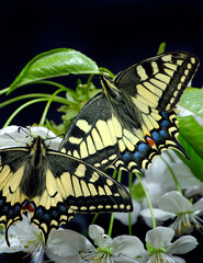 Old world swallowtail. Colorful swallowtail butterflies on blooming sakura branch. Close up © Oleksii