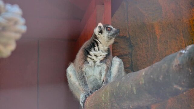 potrait of a lemur