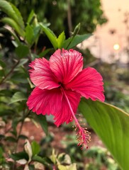 Red hibiscus flower © Eka