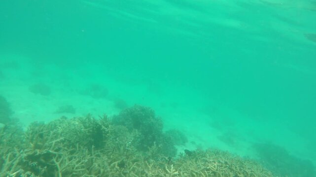 Underwater view of coral reef and sandy seabed