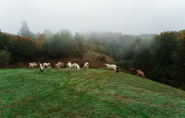 Herd of goats grazing on a green hill pasture on a foggy autumn morning, rural landscape © Amir Bajric