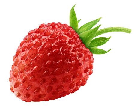 wild Strawberry isolated, full depth of field