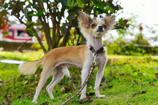 The long-haired Chihuahua is characterized by its small size, large erect ears, and rather fluffy fur around the ears and tail.