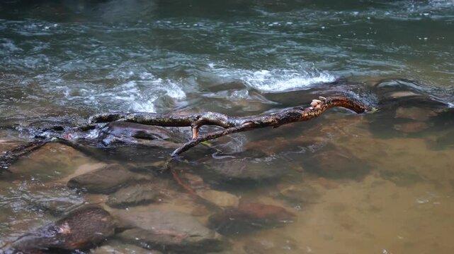 Fallen Branch in Flowing Tropical Forest Stream