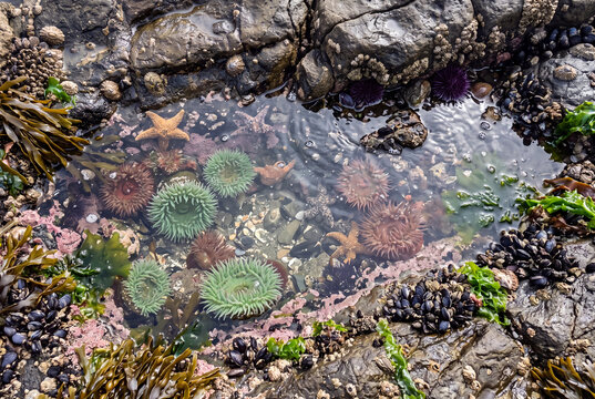 Sea anemones in a clear rocky tidal pool