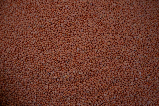 Raw Red Lentils Filling the Frame