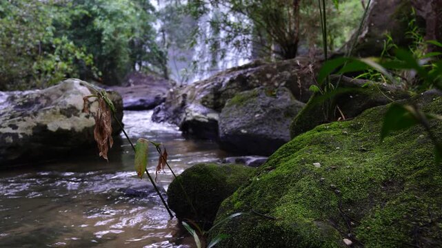 Moss Covered Rocks Beside a Quiet Forest Stream