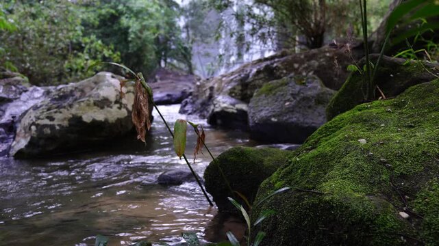 Vibrant Green Moss on Rocks by Tropical Creek