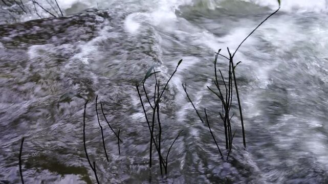 Thin Branches Standing in Fast Flowing Water
