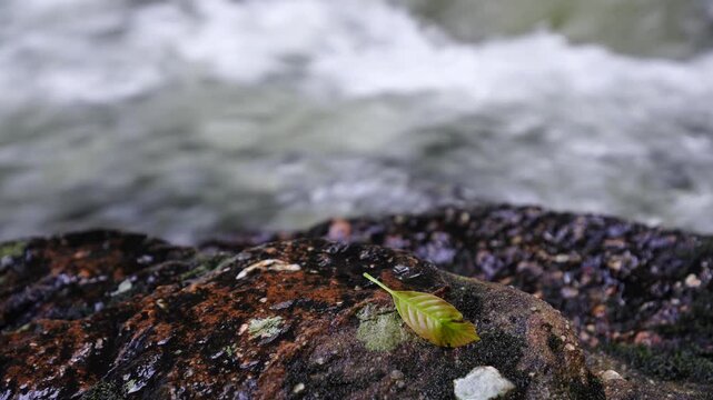 Fresh Green Leaf on Wet Rock Beside Rapids