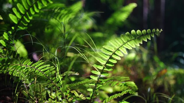 Sunlit Green Fern Fronds on Dark Forest Background