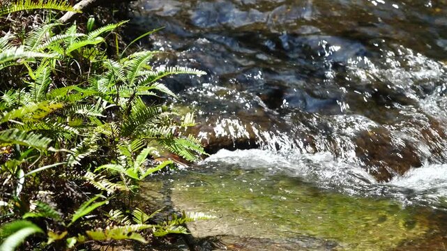 Bright Ferns Beside a Sparkling Woodland Stream