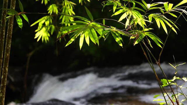 Sunlit Bamboo Leaves Above Blurred Forest Rapids