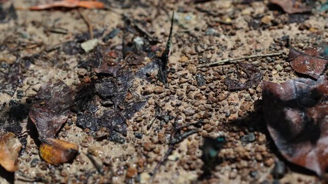 Single Blue Spotted Butterfly on Damp Forest Ground
