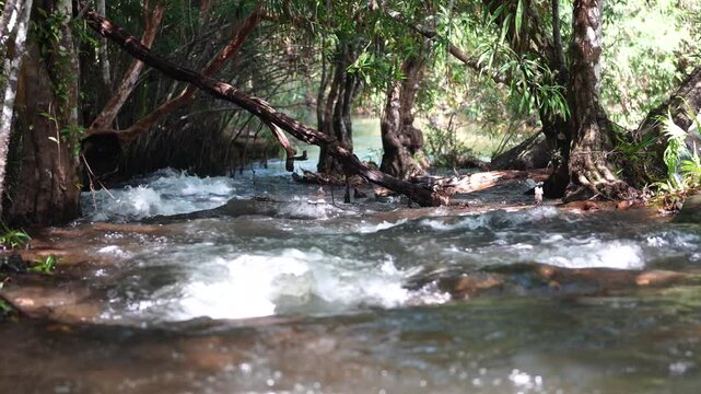 Shallow Forest River Rushing Between Tropical Trees