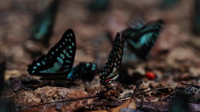 Group of Blue Butterflies Feeding on Forest Floor
