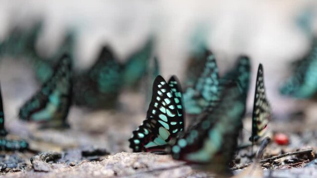 Blue Butterflies Gathering on Moist Tropical Ground