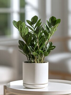Lush Green ZZ Plant in a Modern White Ceramic Pot on a Table, Home Decor