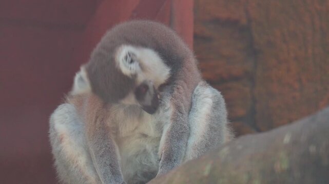 black tailed lemur