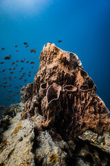 Large giant barrel sponge growing on rocky coral reef in deep blue ocean. © PIPE DIVE UNDERWATER
