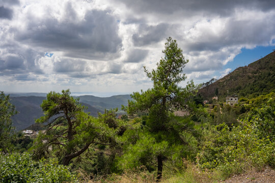 Pine trees on a mountainside with a view of hills and the Mediterranean Sea under clouds near Kasab, Syria