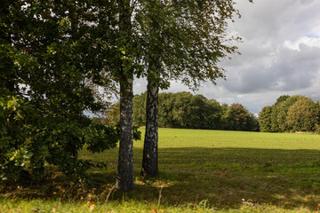 Rural Green Field Framed by Mature Trees and Sunlit Autumn Grass. Several mature trees frame a bright green agricultural field in this scenic countryside landscape. Their dark trunks and leafy branche © Nadiia