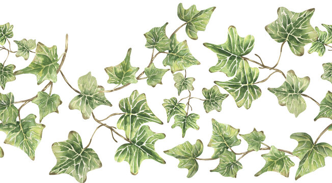 Watercolor ivy leaves branch Seamless Border, flora repeating illustration, songbird and leaf isolated pattern