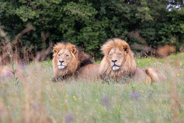 Two male lions resting in meadow grass near woodland edge, calm regal expressions and tawny manes catching soft daylight, shallow depth of field portrait of pair in natural habitat © photogallet