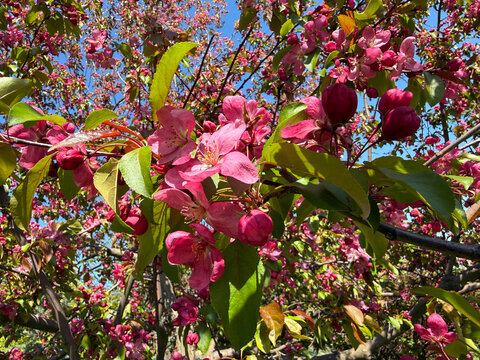 Spring blossom of crab apple tree